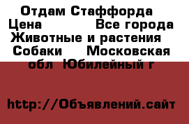 Отдам Стаффорда › Цена ­ 2 000 - Все города Животные и растения » Собаки   . Московская обл.,Юбилейный г.